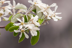 Amelanchier ovalis (Rosaceae)  - Amélanchier ovale, Amélanchier commun, Amélanchier à feuilles ovales - Snowy Mespilus Lozere [France] 27/05/2010 - 1120m