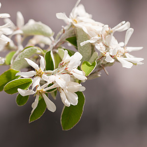 Amelanchier ovalis (Rosaceae)  - Amélanchier ovale, Amélanchier commun, Amélanchier à feuilles ovales - Snowy Mespilus Lozere [France] 27/05/2010 - 1120m