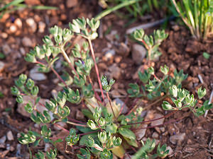 Androsace maxima (Primulaceae)  - Grande androsace, Androsace des champs, Androsace élevée - Annual Androsace Lozere [France] 25/05/2010 - 820m