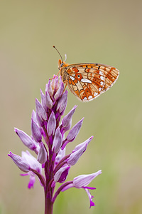 Boloria euphrosyne (Nymphalidae)  - Grand collier argenté, Nacré sagitté - Pearl-bordered Fritillary Meuse [France] 15/05/2010 - 280m