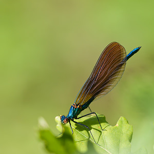 Calopteryx virgo (Calopterygidae)  - Caloptéryx vierge - Beautiful Damselfly Lozere [France] 27/05/2010 - 500m