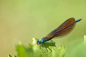 Calopteryx virgo (Calopterygidae)  - Caloptéryx vierge - Beautiful Damselfly Lozere [France] 27/05/2010 - 500m