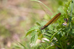 Calopteryx virgo (Calopterygidae)  - Caloptéryx vierge - Beautiful Damselfly Meuse [France] 16/05/2010 - 160m