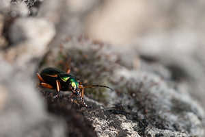 Carabus auratus (Carabidae)  - Carabe doré, Sergent, Vinaigrier, Jardinière Lozere [France] 27/05/2010 - 1090m