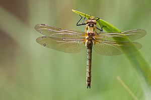 Cordulia aenea (Corduliidae)  - Cordulie bronzée - Downy Emerald Meuse [France] 14/05/2010 - 250m