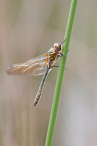 Cordulia aenea (Corduliidae)  - Cordulie bronzée - Downy Emerald Meuse [France] 15/05/2010 - 240m