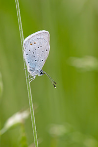 Cupido argiades (Lycaenidae)  - Azuré du Trèfle, Petit Porte-Queue, Argus mini-queue, Myrmidon - Short-tailed Blue Marne [France] 16/05/2010 - 150m