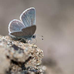Cupido minimus (Lycaenidae)  - Argus frêle, Lycène naine - Small Blue Aveyron [France] 26/05/2010 - 420m
