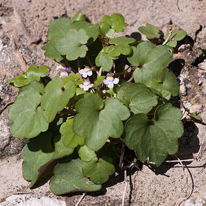 Cymbalaria muralis (Plantaginaceae)  - Cymbalaire des murs, Ruine de Rome - Ivy-leaved Toadflax Lozere [France] 27/05/2010 - 500m