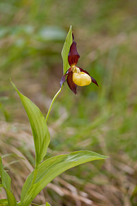 Cypripedium calceolus (Orchidaceae)  - Sabot-de-Vénus - Lady's-slipper Lozere [France] 28/05/2010 - 870m