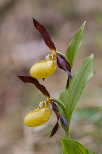 Cypripedium calceolus (Orchidaceae)  - Sabot-de-Vénus - Lady's-slipper Lozere [France] 28/05/2010 - 870m