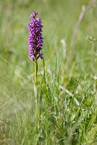 Dactylorhiza elata (Orchidaceae)  - Dactylorhize élevé, Orchis élevé Herault [France] 24/05/2010 - 180m