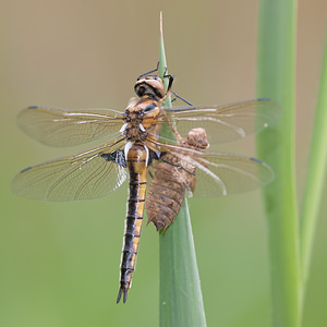 Epitheca bimaculata (Corduliidae)  - Épithèque bimaculée, Cordulie à deux taches Meuse [France] 13/05/2010 - 160m