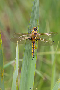 Epitheca bimaculata (Corduliidae)  - Épithèque bimaculée, Cordulie à deux taches Meuse [France] 14/05/2010 - 250m