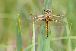 Epitheca bimaculata (Corduliidae)  - Épithèque bimaculée, Cordulie à deux taches Meuse [France] 14/05/2010 - 250m