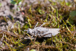 Epitheca bimaculata (Corduliidae)  - Épithèque bimaculée, Cordulie à deux taches Meuse [France] 16/05/2010 - 200m