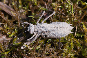 Epitheca bimaculata (Corduliidae)  - Épithèque bimaculée, Cordulie à deux taches Meuse [France] 16/05/2010 - 200m