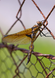 Epitheca bimaculata (Corduliidae)  - Épithèque bimaculée, Cordulie à deux taches Meuse [France] 16/05/2010 - 160m