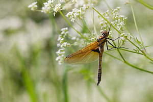 Epitheca bimaculata (Corduliidae)  - Épithèque bimaculée, Cordulie à deux taches Meuse [France] 16/05/2010 - 160m