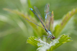 Erythromma najas (Coenagrionidae)  - Naïade aux yeux rouges - Red-eyed Damselfly Meuse [France] 14/05/2010 - 250m