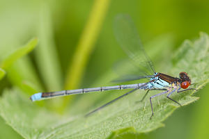 Erythromma najas (Coenagrionidae)  - Naïade aux yeux rouges - Red-eyed Damselfly Meuse [France] 14/05/2010 - 250m