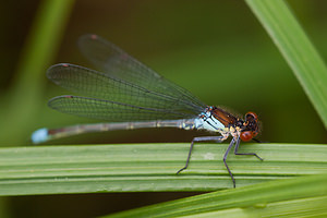 Erythromma najas (Coenagrionidae)  - Naïade aux yeux rouges - Red-eyed Damselfly Meuse [France] 16/05/2010 - 200m