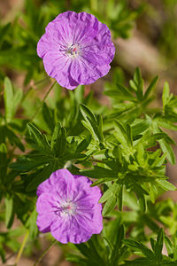 Geranium sanguineum (Geraniaceae)  - Géranium sanguin, Sanguinaire, Herbe à becquet - Bloody Crane's-bill Lozere [France] 27/05/2010 - 500m