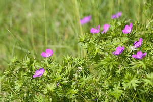 Geranium sanguineum (Geraniaceae)  - Géranium sanguin, Sanguinaire, Herbe à becquet - Bloody Crane's-bill Lozere [France] 27/05/2010 - 500m