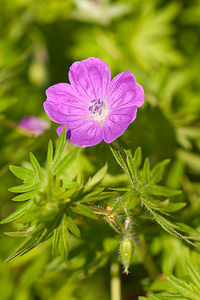 Geranium sanguineum (Geraniaceae)  - Géranium sanguin, Sanguinaire, Herbe à becquet - Bloody Crane's-bill Lozere [France] 27/05/2010 - 510m