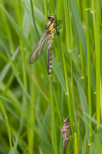 Gomphus vulgatissimus (Gomphidae)  - Gomphe vulgaire - Club-tailed Dragonfly Meuse [France] 14/05/2010 - 260m