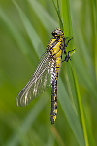 Gomphus vulgatissimus (Gomphidae)  - Gomphe vulgaire - Club-tailed Dragonfly Meuse [France] 14/05/2010 - 260m