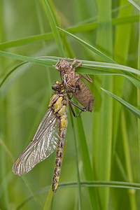 Gomphus vulgatissimus (Gomphidae)  - Gomphe vulgaire - Club-tailed Dragonfly Meuse [France] 14/05/2010 - 260m