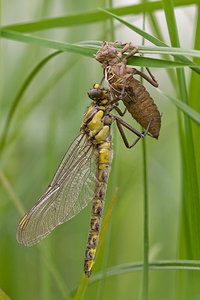 Gomphus vulgatissimus (Gomphidae)  - Gomphe vulgaire - Club-tailed Dragonfly Meuse [France] 14/05/2010 - 260m