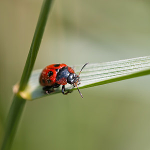 Gonioctena viminalis (Chrysomelidae)  - Chrysomèle cyclope Aveyron [France] 26/05/2010 - 420m