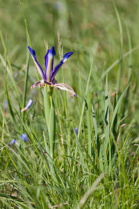 Iris reichenbachiana (Iridaceae)  - Iris de Reichenbach, Iris maritime Herault [France] 24/05/2010 - 180m