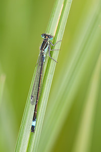 Ischnura elegans (Coenagrionidae)  - Agrion élégant - Blue-tailed Damselfly Meuse [France] 14/05/2010 - 250m