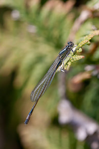 Ischnura elegans (Coenagrionidae)  - Agrion élégant - Blue-tailed Damselfly Meuse [France] 16/05/2010 - 160mimmature, noter la protuberance noire caract?ristique ? l'arri?re de la t?te.