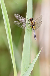 Leucorrhinia caudalis (Libellulidae)  - Leucorrhine à large queue Meuse [France] 14/05/2010 - 250m