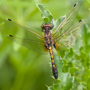 Leucorrhinia caudalis (Libellulidae)  - Leucorrhine à large queue Meuse [France] 14/05/2010 - 250m