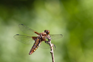 Libellula depressa (Libellulidae)  - Libellule déprimée - Broad-bodied Chaser Herault [France] 24/05/2010 - 180m