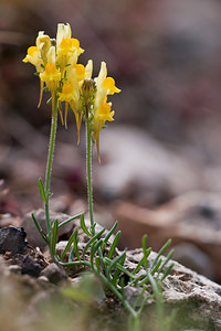 Linaria supina (Plantaginaceae)  - Linaire couchée - Prostrate Toadflax Lozere [France] 26/05/2010 - 910m