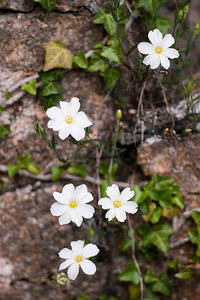 Linum catharticum (Linaceae)  - Lin purgatif - Fairy Flax Gard [France] 23/05/2010 - 1230m