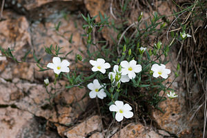 Linum catharticum (Linaceae)  - Lin purgatif - Fairy Flax Gard [France] 23/05/2010 - 1230m
