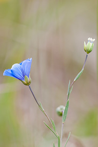 Linum leonii (Linaceae)  - Lin de Léon, Lin d'Angleterre Seine-et-Marne [France] 13/05/2010 - 140m