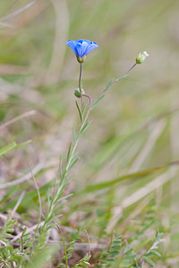 Linum leonii (Linaceae)  - Lin de Léon, Lin d'Angleterre Seine-et-Marne [France] 13/05/2010 - 140m