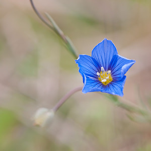 Linum leonii (Linaceae)  - Lin de Léon, Lin d'Angleterre Seine-et-Marne [France] 13/05/2010 - 140m