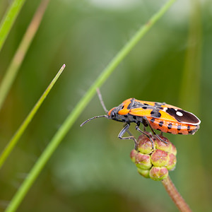 Lygaeus equestris (Lygaeidae)  - Punaise écuyère - Harlequin bug Lozere [France] 26/05/2010 - 920m