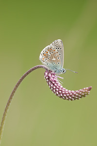 Lysandra bellargus (Lycaenidae)  - Bel-Argus, Azuré bleu céleste - Adonis Blue Seine-et-Marne [France] 13/05/2010 - 140m