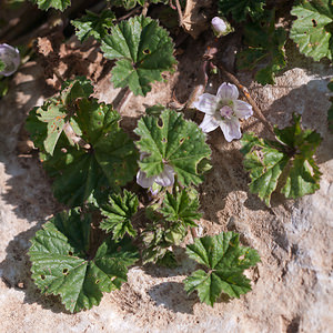 Malva neglecta (Malvaceae)  - Mauve négligée, Petite mauve, Mauve à feuilles rondes - Dwarf Mallow Lozere [France] 27/05/2010 - 490m