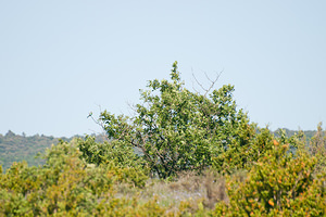 Merops apiaster (Meropidae)  - Guêpier d'Europe - European Bee-eater Herault [France] 24/05/2010 - 180m